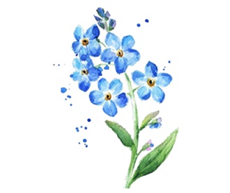 Dzień Polskiej Niezapominajki 