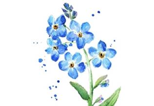 Dzień Polskiej Niezapominajki 